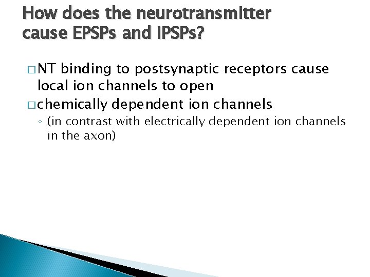 How does the neurotransmitter cause EPSPs and IPSPs? � NT binding to postsynaptic receptors