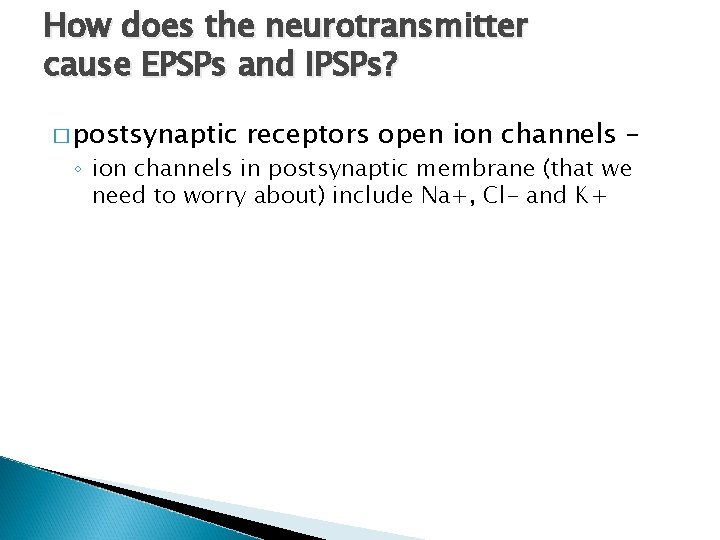 How does the neurotransmitter cause EPSPs and IPSPs? � postsynaptic receptors open ion channels