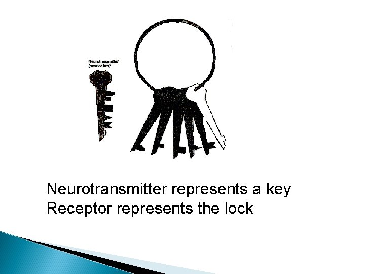 Neurotransmitter represents a key Receptor represents the lock 