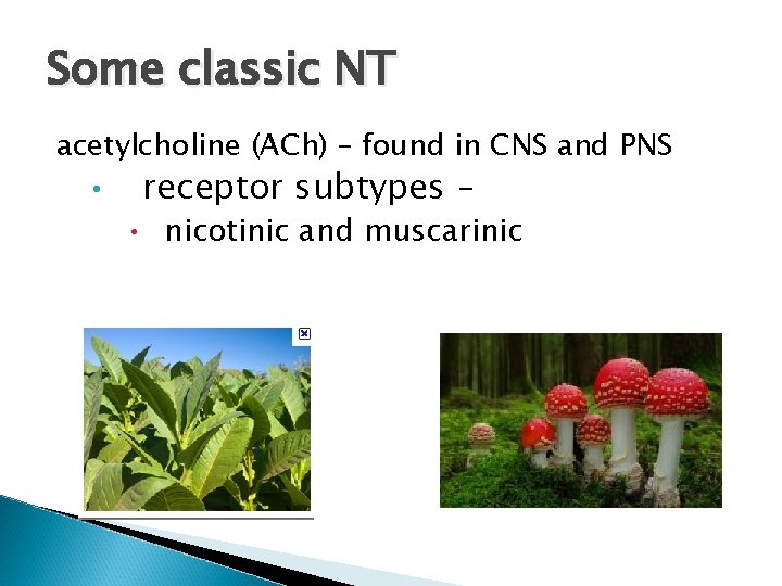 Some classic NT acetylcholine (ACh) – found in CNS and PNS • receptor subtypes