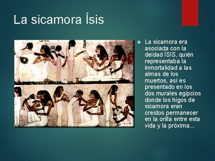 La sicamora Ísis La sicamora era asociada con la deidad ÍSIS, quién representaba la