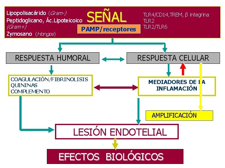 Lipopolisacárido (Gram-) Peptidoglicano, Ác. Lipoteicoico (Gram+) Zymosano (Hongos) SEÑAL PAMP/receptores RESPUESTA HUMORAL COAGULACIÓN/FIBRINOLISIS QUININAS