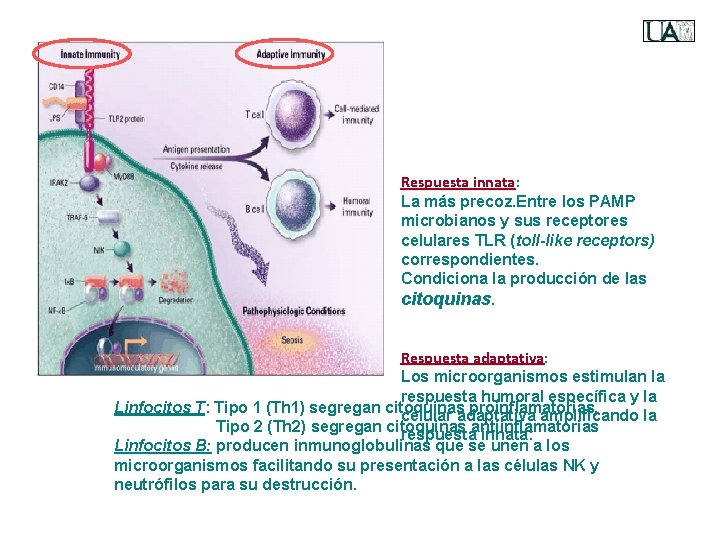 Respuesta innata: La más precoz. Entre los PAMP microbianos y sus receptores celulares TLR