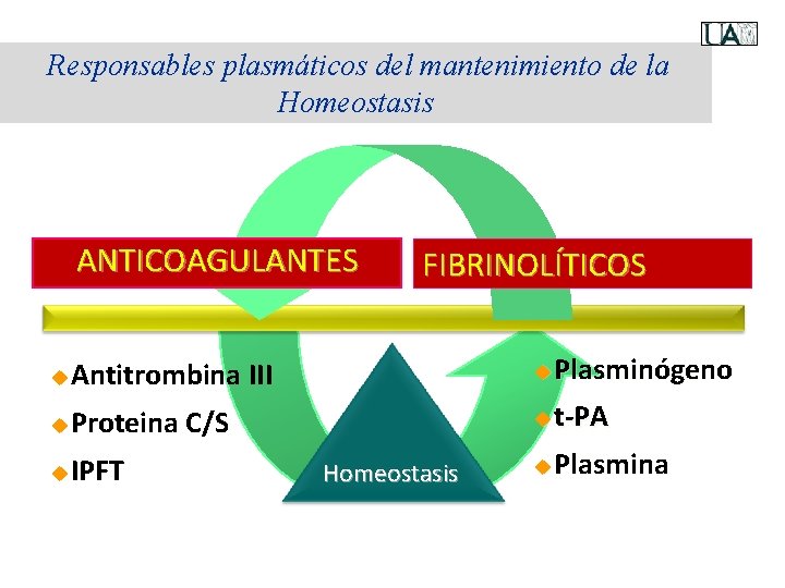Responsables plasmáticos del mantenimiento de la Homeostasis ANTICOAGULANTES FIBRINOLÍTICOS u Antitrombina III u Plasminógeno