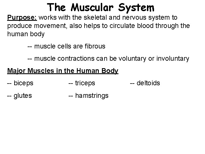 The Muscular System Purpose: works with the skeletal and nervous system to produce movement,