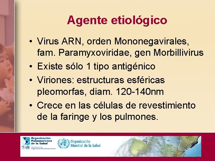 Agente etiológico • Virus ARN, orden Mononegavirales, fam. Paramyxoviridae, gen Morbillivirus • Existe sólo