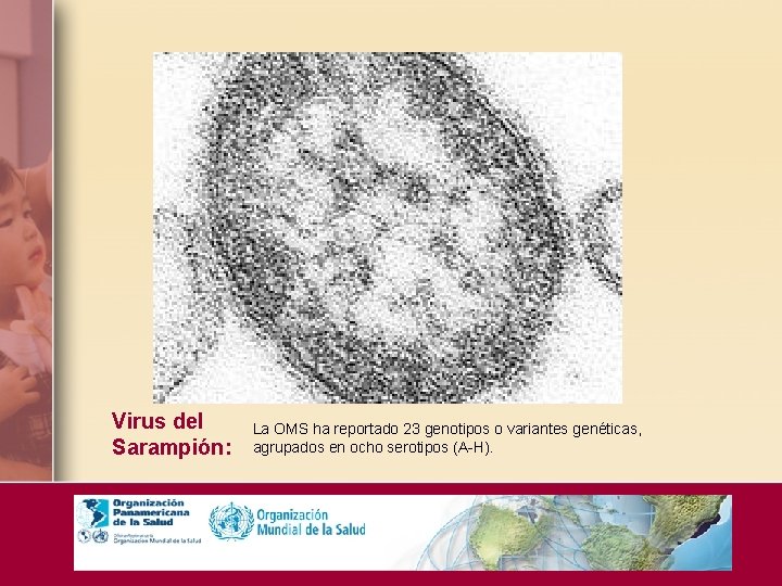 Virus del Sarampión: La OMS ha reportado 23 genotipos o variantes genéticas, agrupados en