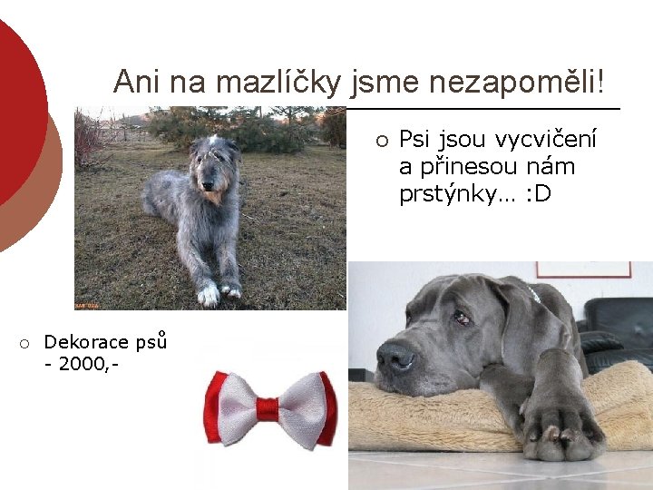 Ani na mazlíčky jsme nezapoměli! ¡ ¡ Dekorace psů - 2000, - Psi jsou