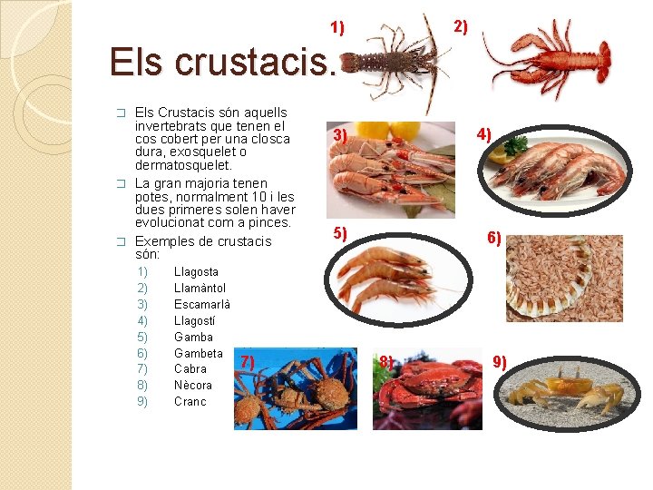 2) 1) Els crustacis. Els Crustacis són aquells invertebrats que tenen el cos cobert 2) 1) Els crustacis. Els Crustacis són aquells invertebrats que tenen el cos cobert