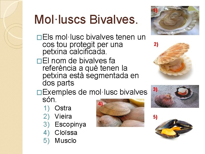 Mol·luscs Bivalves. mol·lusc bivalves tenen un cos tou protegit per una petxina calcificada. �El Mol·luscs Bivalves. mol·lusc bivalves tenen un cos tou protegit per una petxina calcificada. �El