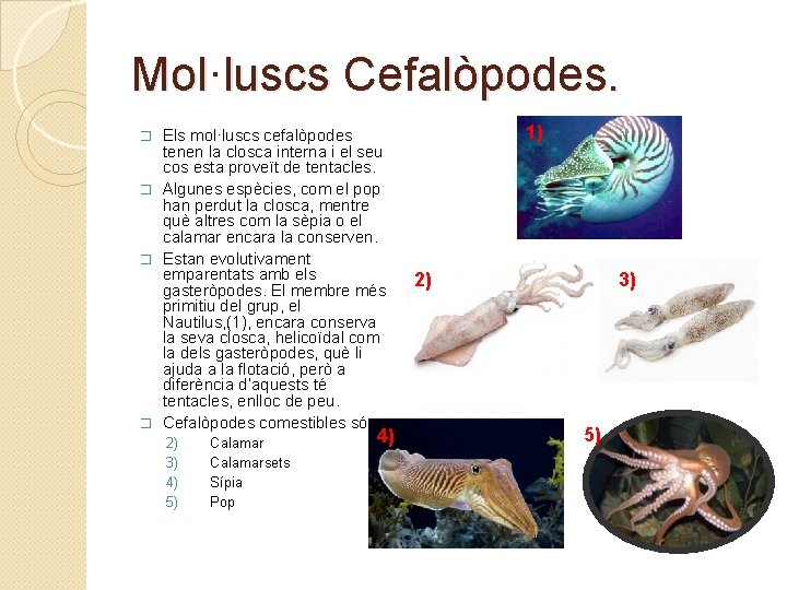 Mol·luscs Cefalòpodes. Els mol·luscs cefalòpodes tenen la closca interna i el seu cos esta Mol·luscs Cefalòpodes. Els mol·luscs cefalòpodes tenen la closca interna i el seu cos esta