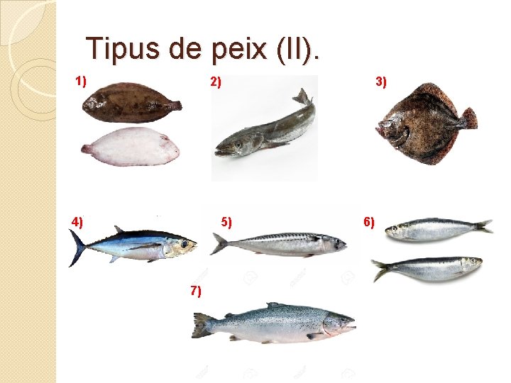 Tipus de peix (II). 1) 2) 4) 5) 7) 3) 6) Tipus de peix (II). 1) 2) 4) 5) 7) 3) 6)
