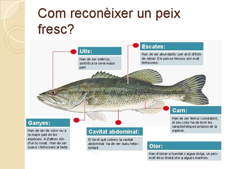 Com reconèixer un peix fresc? Ulls: Han de ser esfèrics, sortints a la seva Com reconèixer un peix fresc? Ulls: Han de ser esfèrics, sortints a la seva