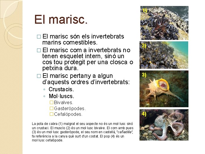 El marisc són els invertebrats marins comestibles. � El marisc com a invertebrats no El marisc són els invertebrats marins comestibles. � El marisc com a invertebrats no