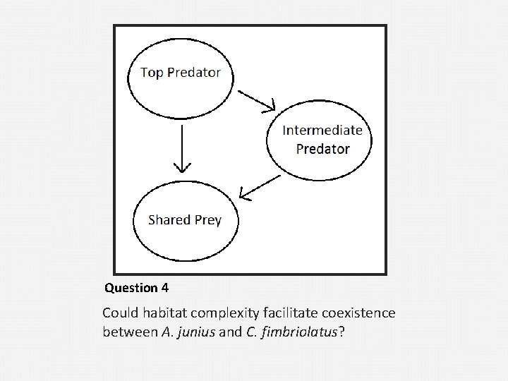 Question 4 Could habitat complexity facilitate coexistence between A. junius and C. fimbriolatus? 