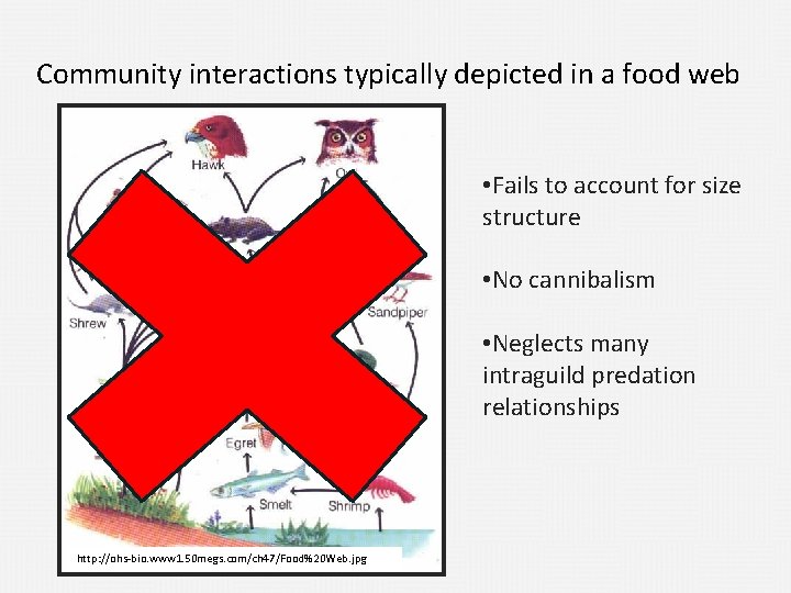 Community interactions typically depicted in a food web • Fails to account for size