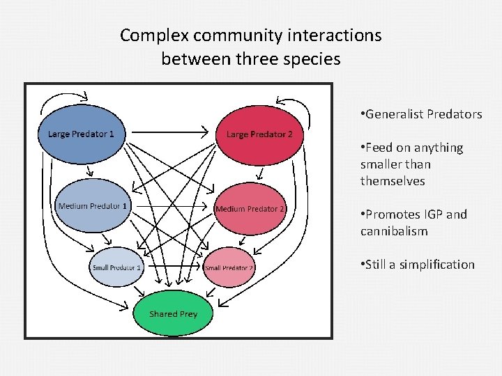 Complex community interactions between three species • Generalist Predators • Feed on anything smaller