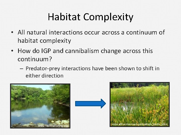 Habitat Complexity • All natural interactions occur across a continuum of habitat complexity •