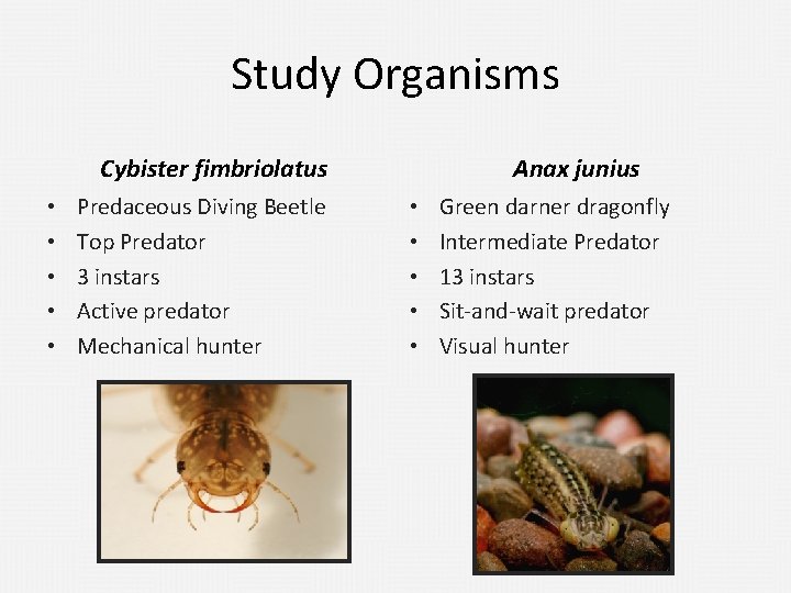 Study Organisms Cybister fimbriolatus • • • Predaceous Diving Beetle Top Predator 3 instars