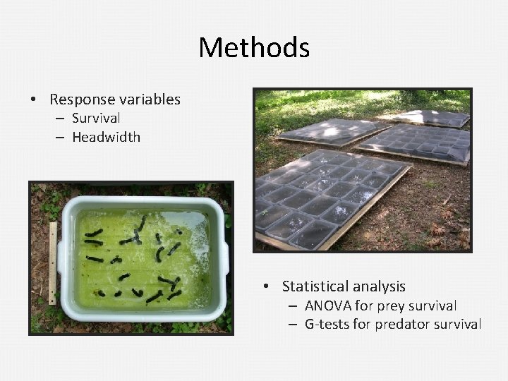 Methods • Response variables – Survival – Headwidth • Statistical analysis – ANOVA for