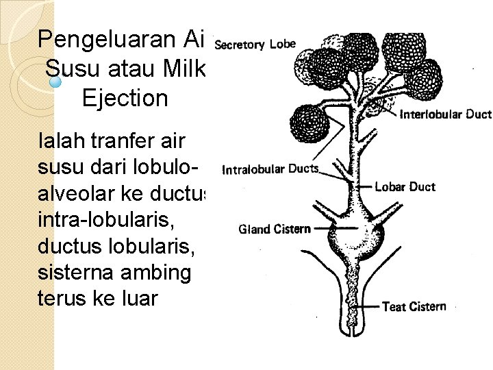 Pengeluaran Air Susu atau Milk Ejection Ialah tranfer air susu dari lobuloalveolar ke ductus