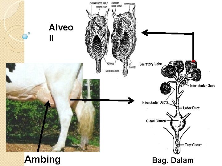 Alveo li Ambing Bag. Dalam 