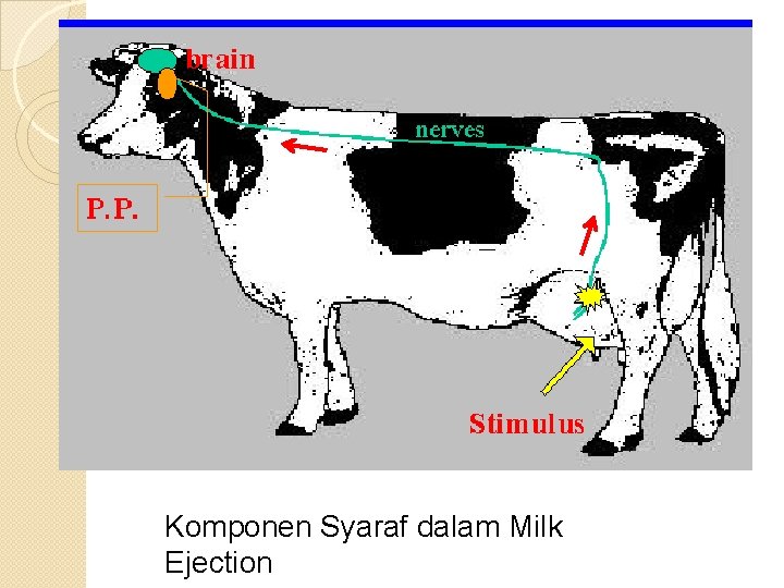 Produksi Tinggi ( impor ) Komponen Syaraf dalam Milk Ejection 