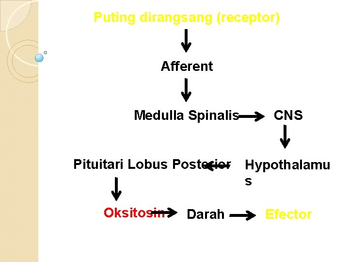 Puting dirangsang (receptor) Afferent Medulla Spinalis CNS Pituitari Lobus Posterior Hypothalamu s Oksitosin Darah