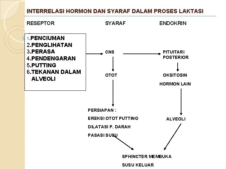 INTERRELASI HORMON DAN SYARAF DALAM PROSES LAKTASI RESEPTOR SYARAF ENDOKRIN 1. PENCIUMAN 2. PENGLIHATAN