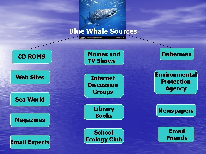 Blue Whale Sources CD ROMS Web Sites Movies and TV Shows Internet Discussion Groups