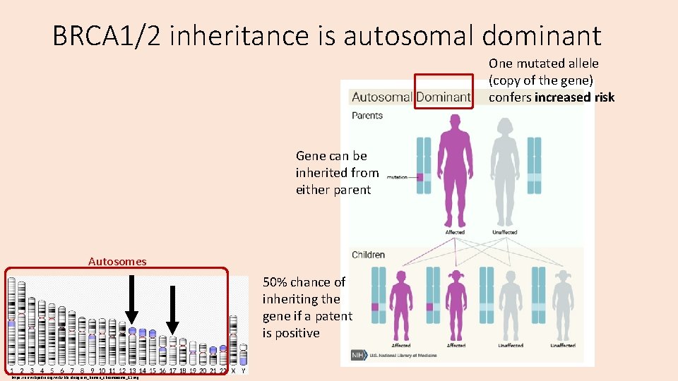 BRCA 1/2 inheritance is autosomal dominant One mutated allele (copy of the gene) confers