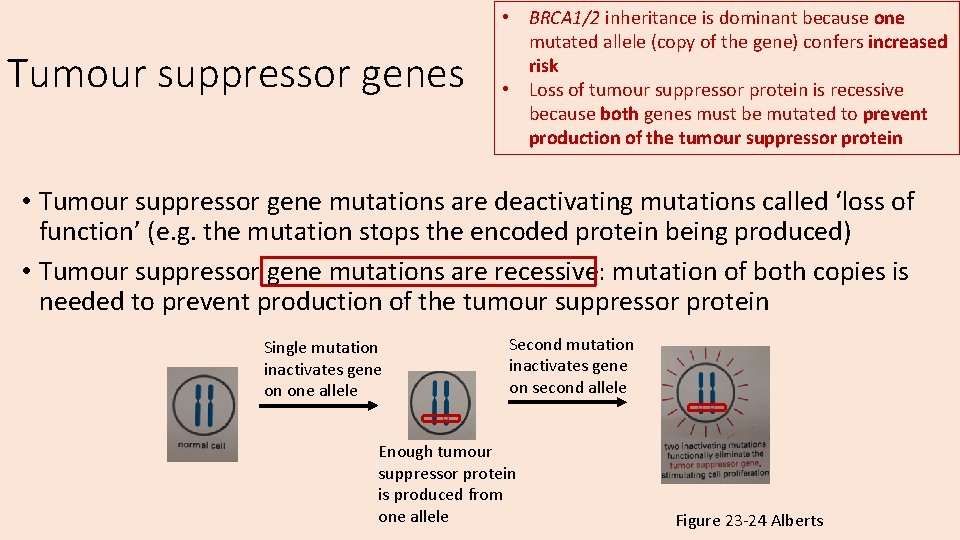 Tumour suppressor genes • BRCA 1/2 inheritance is dominant because one mutated allele (copy