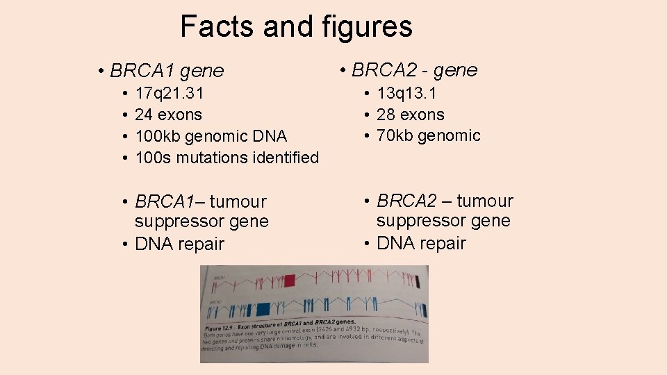 Facts and figures • BRCA 1 gene • • 17 q 21. 31 24
