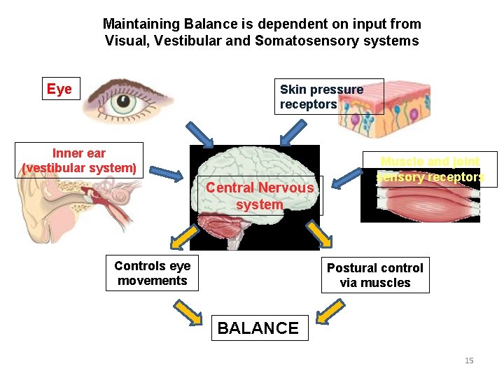 Maintaining Balance is dependent on input from Visual, Vestibular and Somatosensory systems Eye Skin