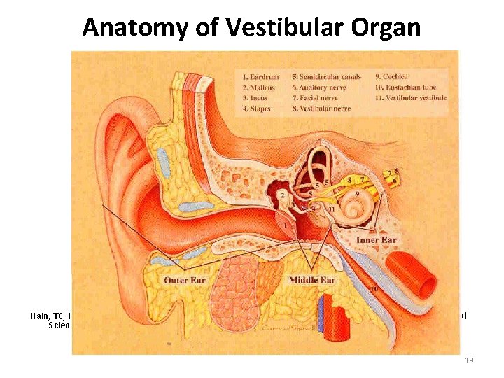 Anatomy of Vestibular Organ Hain, TC, Helminski, JO : Vestibular Reflexs. In Aminoff, MJ,