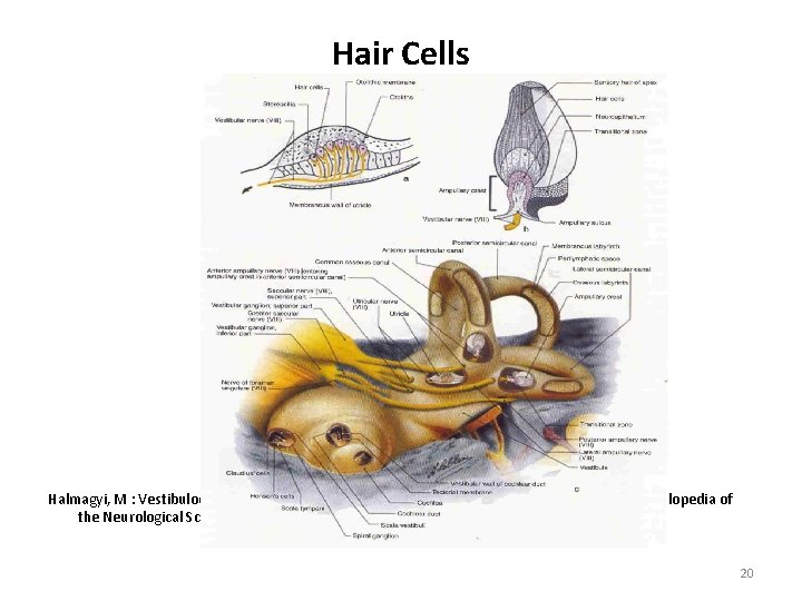 Hair Cells Halmagyi, M : Vestibulocochlear nerve (cranial nerve VIII). In Aminoff, MJ, Daroff,