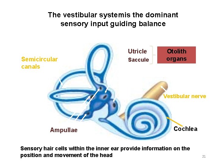 The vestibular systemis the dominant sensory input guiding balance Utricle Semicircular canals Saccule Otolith