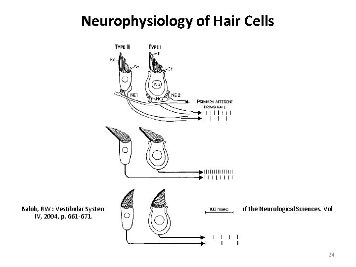 Neurophysiology of Hair Cells Baloh, RW : Vestibular System. In Aminoff, MJ, Daroff, RB