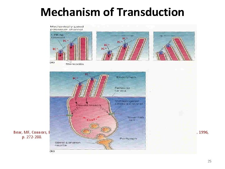 Mechanism of Transduction Bear, MF, Connors, BW, Paradiso, MA : Neuroscience Exploring The Brain