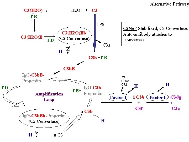 Alternative Pathway C 3(H 2 O) + f. B H 2 O + C
