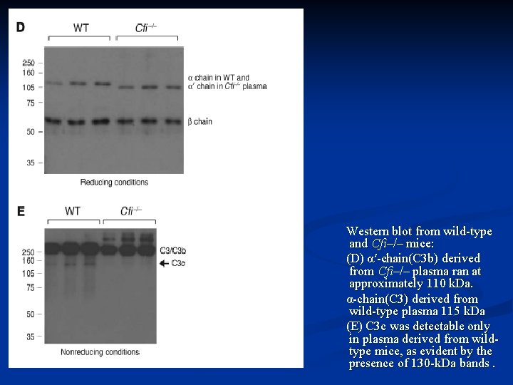 Western blot from wild-type and Cfi–/– mice: (D) α′-chain(C 3 b) derived from Cfi–/–