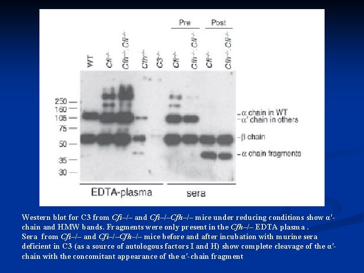 Western blot for C 3 from Cfi–/– and Cfi–/–Cfh–/– mice under reducing conditions show