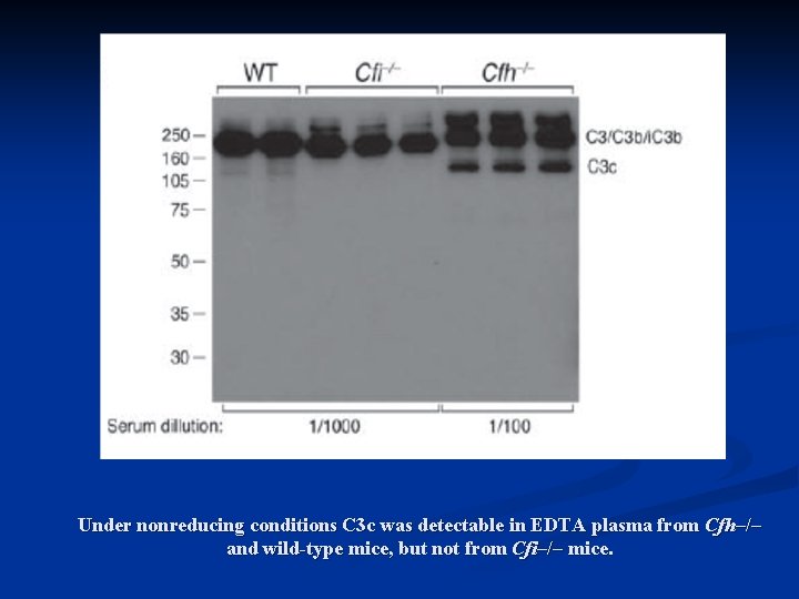Under nonreducing conditions C 3 c was detectable in EDTA plasma from Cfh–/– and