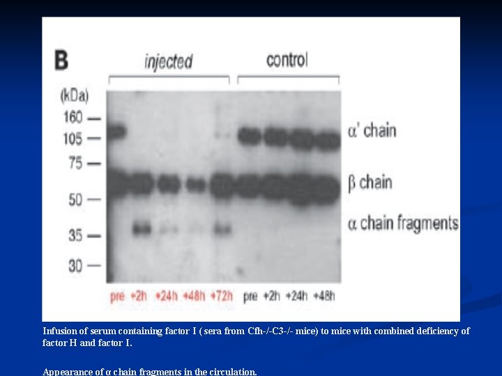Infusion of serum containing factor I ( sera from Cfh-/-C 3 -/- mice) to