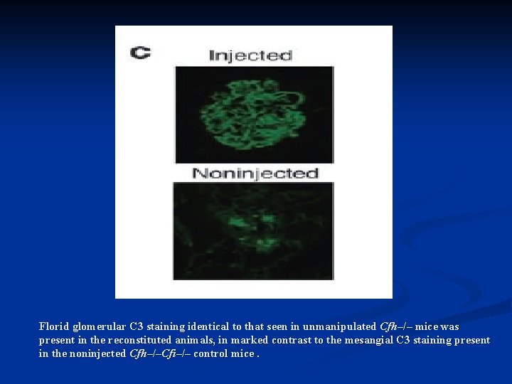 Florid glomerular C 3 staining identical to that seen in unmanipulated Cfh–/– mice was
