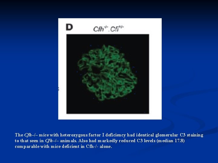 The Cfh–/– mice with heterozygous factor I deficiency had identical glomerular C 3 staining