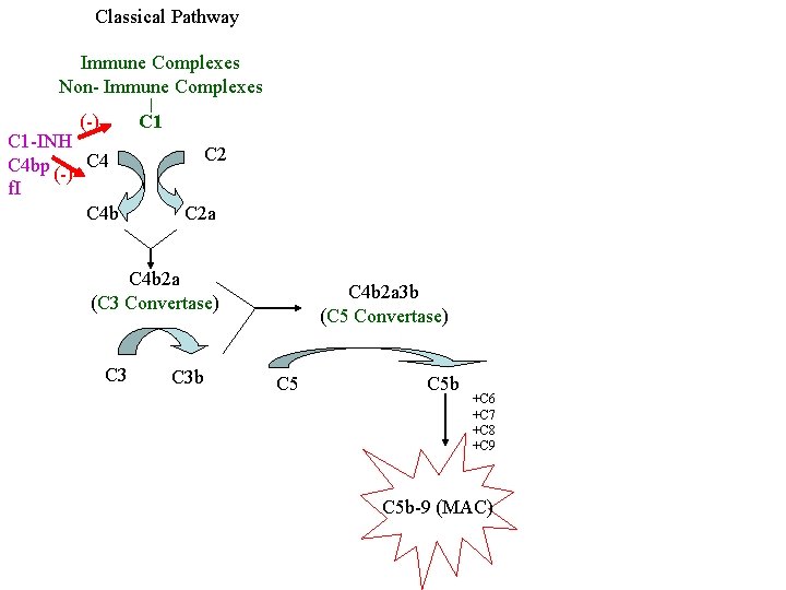 Classical Pathway Immune Complexes Non- Immune Complexes (-) C 1 -INH C 4 bp