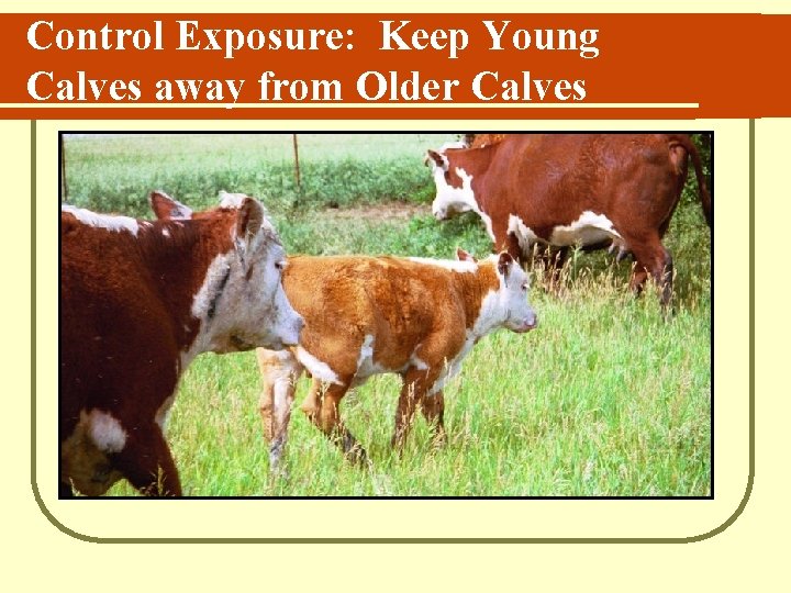 Control Exposure: Keep Young Calves away from Older Calves 