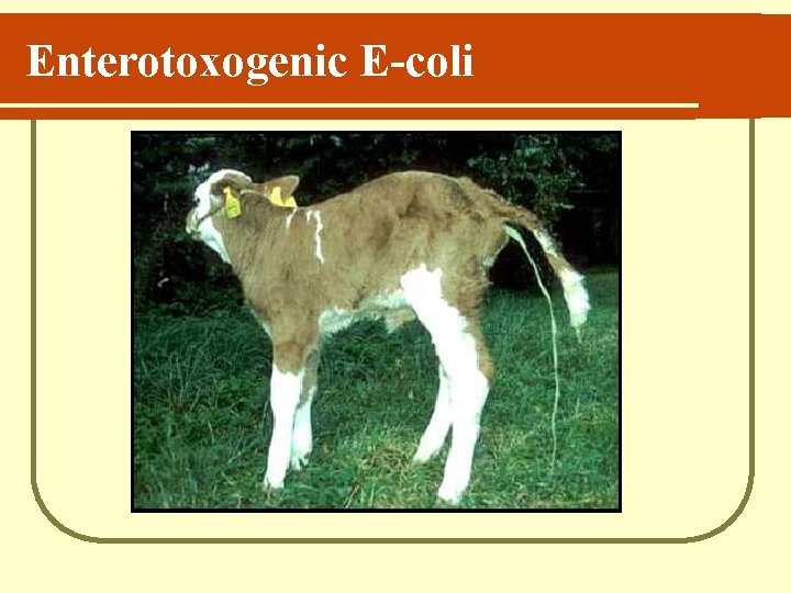 Enterotoxogenic E-coli 