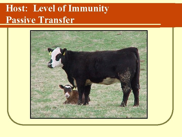 Host: Level of Immunity Passive Transfer 